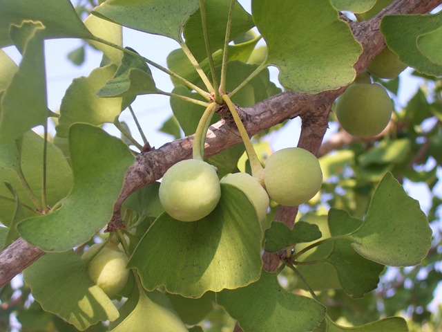 female ginkgo tree