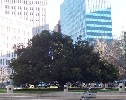 city hall oak